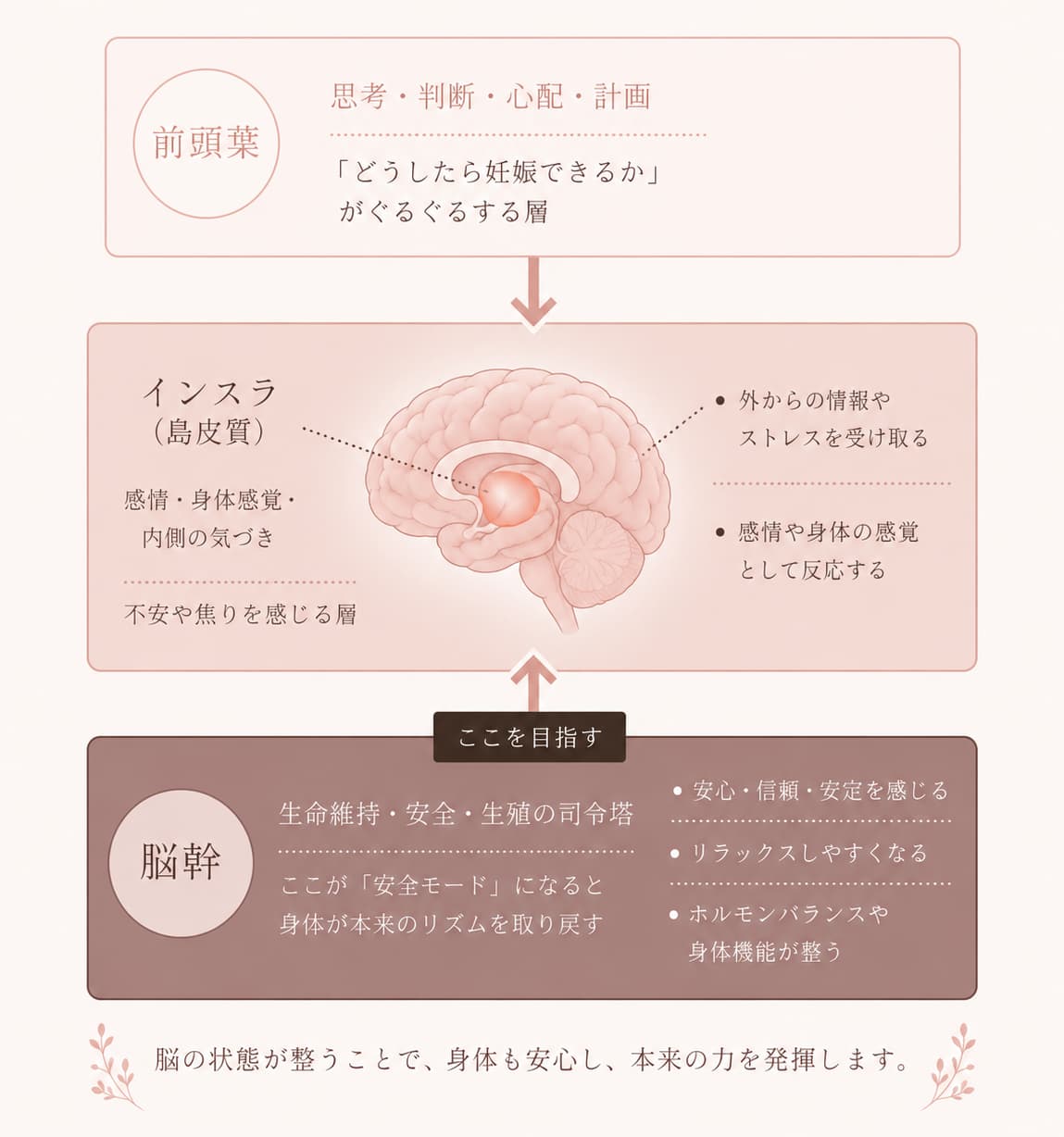 脳の三層構造図：前頭葉・インスラ・脳幹